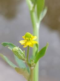 Attēlu rezultāti vaicājumam “Ranunculus sceleratus leaf”