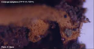 Attēlu rezultāti vaicājumam “Cordyceps stylophora”