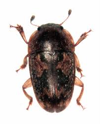 Attēlu rezultāti vaicājumam “Nitidulidae”