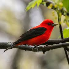 Image result for Piranga olivacea