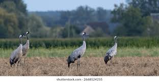 Attēlu rezultāti vaicājumam “Grus grus adult”