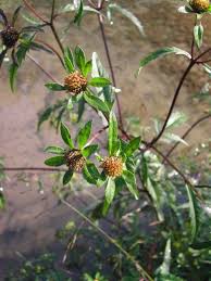 Attēlu rezultāti vaicājumam “Bidens tripartita flower”