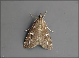 Attēlu rezultāti vaicājumam “Udea olivalis”