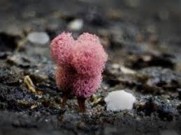 Attēlu rezultāti vaicājumam “Arcyria imperialis macro”