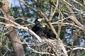 Attēlu rezultāti vaicājumam “Phalacrocorax carbo nest”