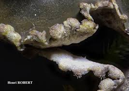 Attēlu rezultāti vaicājumam “Peltigera malacea”