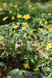 Attēlu rezultāti vaicājumam “Anemone ranunculoides flower”