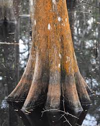 Attēlu rezultāti vaicājumam “Trentepohlia sp.”