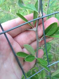 Attēlu rezultāti vaicājumam “Lycogala botrydium sessile”