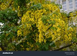 Attēlu rezultāti vaicājumam “Laburnum alpinum leaf”