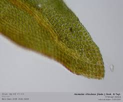 Attēlu rezultāti vaicājumam “Anomodon viticulosus”