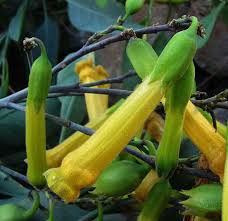 Attēlu rezultāti vaicājumam “Nicotiana tabacum fruit”