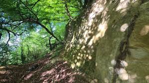 Attēlu rezultāti vaicājumam “Gyroweisia tenuis”