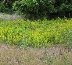 Attēlu rezultāti vaicājumam “Euphorbia virgata”