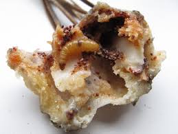 Attēlu rezultāti vaicājumam “Retinia resinella”