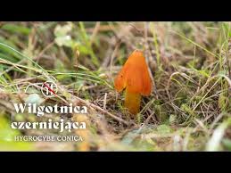 Attēlu rezultāti vaicājumam “Hygrocybe pseudoconica”