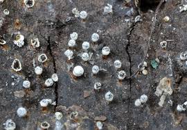 Attēlu rezultāti vaicājumam “Craterium leucocephalum spores”