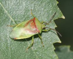 Attēlu rezultāti vaicājumam “Elasmostethus interstinctus”