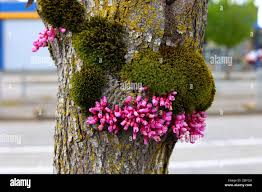 Attēlu rezultāti vaicājumam “Orthotrichum lyellii”