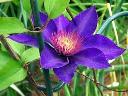 Image result for clematis multi blue
