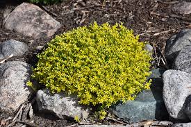 Image result for Sedum acre
