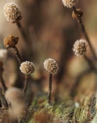 Attēlu rezultāti vaicājumam “Phleogena faginea young”