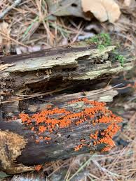 Attēlu rezultāti vaicājumam “Trichia sp.”