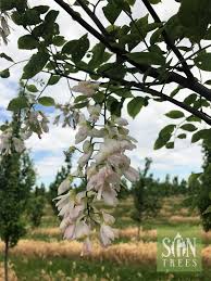 Attēlu rezultāti vaicājumam “Cladrastis kentukea”