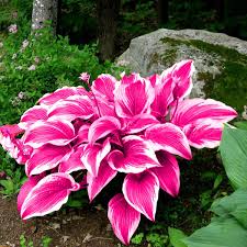 Attēlu rezultāti vaicājumam “Hosta sp. flower”