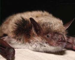 Attēlu rezultāti vaicājumam “Myotis dasycneme”