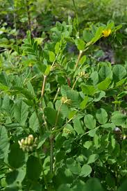Attēlu rezultāti vaicājumam “Astragalus glycyphyllos”