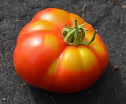 Afbeeldingsresultaat voor marmande jaune tomato