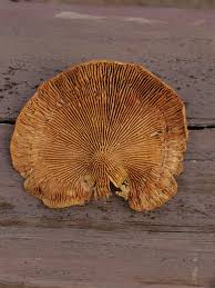 Attēlu rezultāti vaicājumam “Daedaleopsis confragosa”