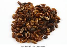 Attēlu rezultāti vaicājumam “Plantago lanceolata fruit”