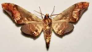 Attēlu rezultāti vaicājumam “Aphodius subterraneus imago”