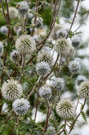 Image result for Echinops spaerocephalus
