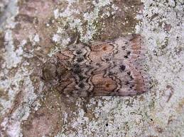 Attēlu rezultāti vaicājumam “Nycteola sp.”