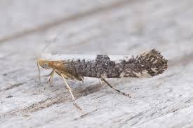 Attēlu rezultāti vaicājumam “Argyresthiidae”