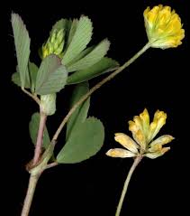 Attēlu rezultāti vaicājumam “Trifolium dubium fruit”