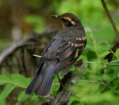 Image result for Ixoreus naevius