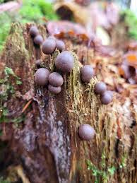 Attēlu rezultāti vaicājumam “Lycogala epidendrum aggr. plasmodium”