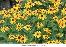 Image result for Bellis perennis