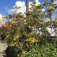 Attēlu rezultāti vaicājumam “Mahonia aquifolium”