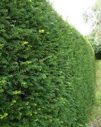 Attēlu rezultāti vaicājumam “Taxus baccata”