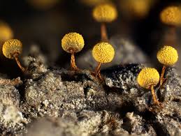 Attēlu rezultāti vaicājumam “Craterium leucocephalum”