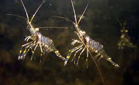 Attēlu rezultāti vaicājumam “Crustacea”