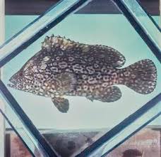 Image result for Dermatolepis inermis