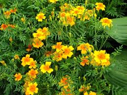 Attēlu rezultāti vaicājumam “Tagetes”