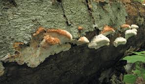 Attēlu rezultāti vaicājumam “Aurantiporus fissilis”