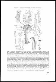 Attēlu rezultāti vaicājumam “Diderma spumarioides young”